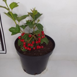 Калина обыкновенная Вибурнум опулус (Viburnum opulus)