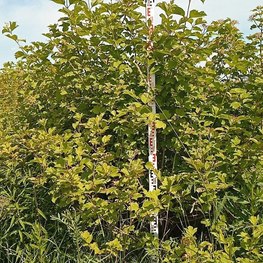 Калина обыкновенная Вибурнум опулус (Viburnum opulus)