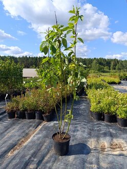 Калина обыкновенная Вибурнум опулус (Viburnum opulus)