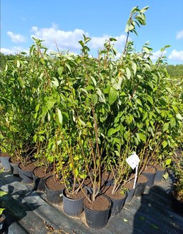 Калина обыкновенная Вибурнум опулус (Viburnum opulus)