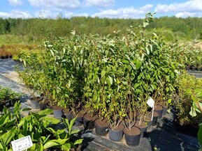 Калина обыкновенная Вибурнум опулус (Viburnum opulus)