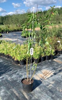 Калина обыкновенная Вибурнум опулус (Viburnum opulus)