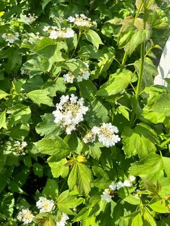 Калина обыкновенная Вибурнум опулус (Viburnum opulus)