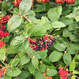 Калина гордовина Вибурнум лантана (Viburnum lantana)