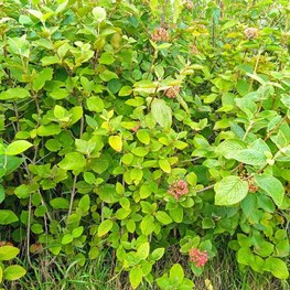 Калина гордовина Вибурнум лантана (Viburnum lantana)