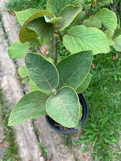 Калина гордовина Вибурнум лантана (Viburnum lantana)