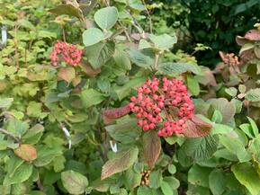 Калина гордовина Вибурнум лантана (Viburnum lantana)