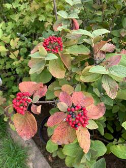 Калина гордовина Вибурнум лантана (Viburnum lantana)