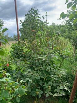 Калина гордовина Вибурнум лантана (Viburnum lantana)