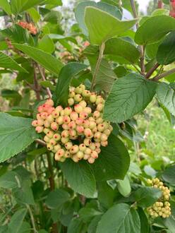 Калина гордовина Вибурнум лантана (Viburnum lantana)