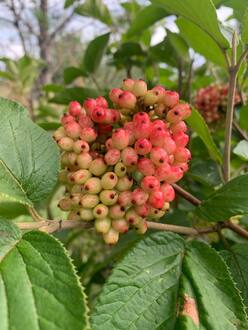 Калина гордовина Вибурнум лантана (Viburnum lantana)