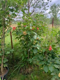 Калина гордовина Вибурнум лантана (Viburnum lantana)