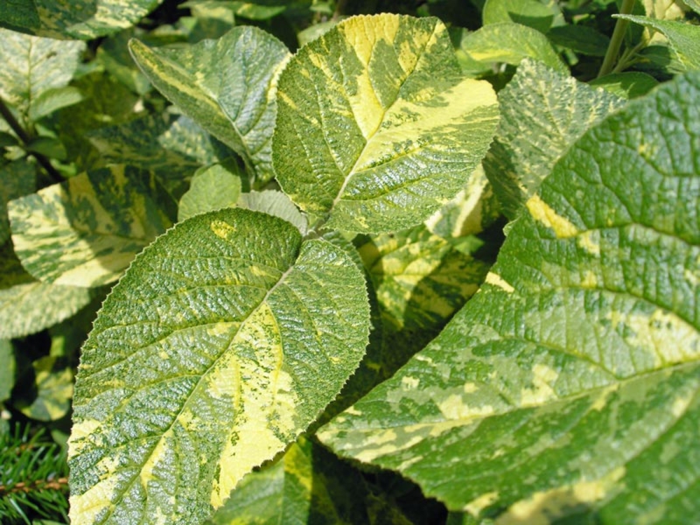 Калина гордовина Ауреовариегата (Aureovariegata)