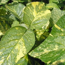 Калина гордовина Ауреовариегата (Aureovariegata)