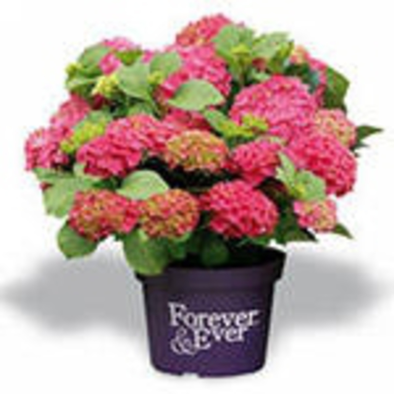 Гортензия крупнолистная Гидрангея макрофилла (Hydrángea macrophylla)