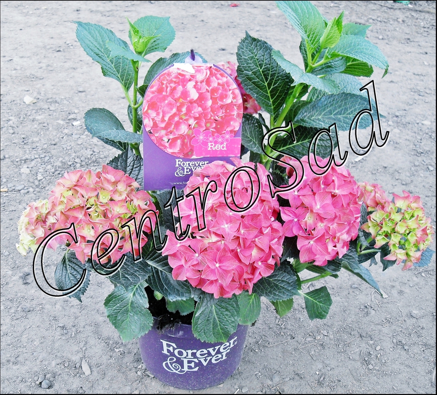 Гортензия крупнолистная Гидрангея макрофилла (Hydrángea macrophylla)