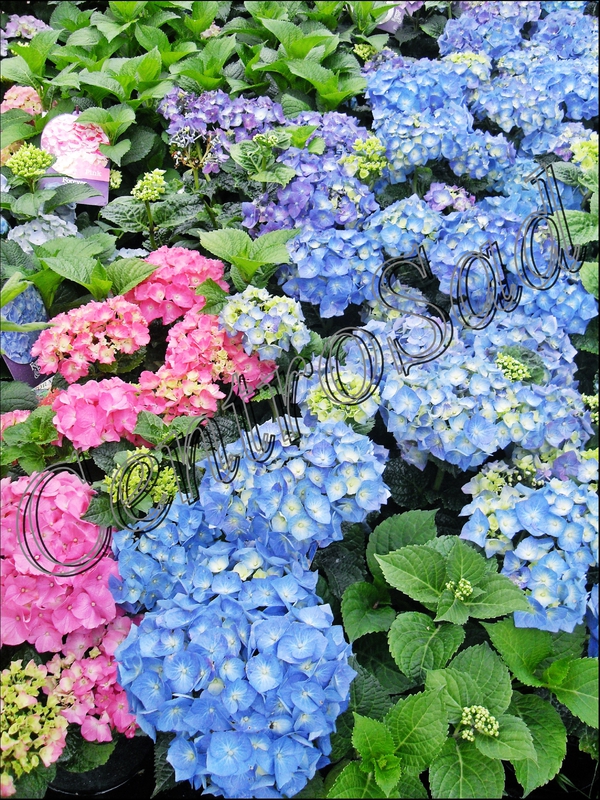 Гортензия крупнолистная Гидрангея макрофилла (Hydrángea macrophylla)