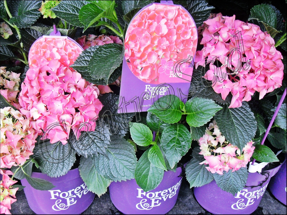 Гортензия крупнолистная Гидрангея макрофилла (Hydrángea macrophylla)