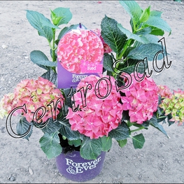 Гортензия крупнолистная Гидрангея макрофилла (Hydrángea macrophylla)