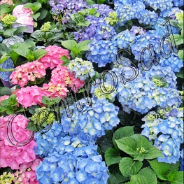 Гортензия крупнолистная Гидрангея макрофилла (Hydrángea macrophylla)