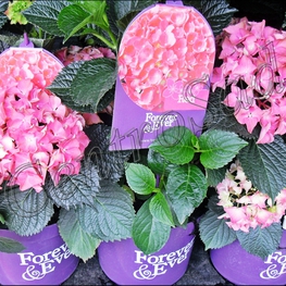 Гортензия крупнолистная Гидрангея макрофилла (Hydrángea macrophylla)