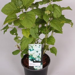 Гортензия древовидная Анабелль (Annabelle)