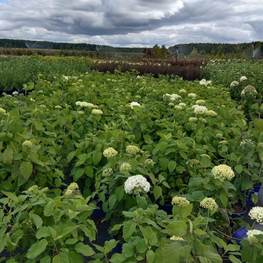 Гортензия древовидная Анабелль (Annabelle)