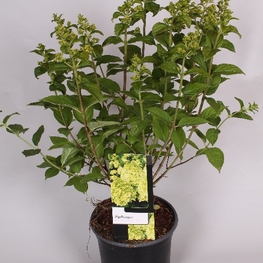 Гортензия метельчатая Лаймлайт (Limelight)