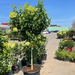 Гортензия метельчатая Лаймлайт (Limelight)