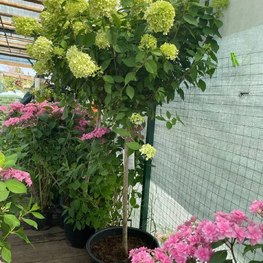 Гортензия метельчатая Лаймлайт (Limelight)