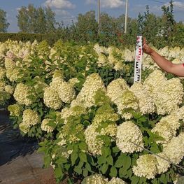 Гортензия метельчатая Лаймлайт (Limelight)