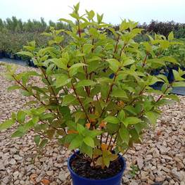 Гортензия метельчатая Лаймлайт (Limelight)