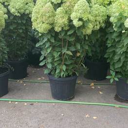 Гортензия метельчатая Лаймлайт (Limelight)