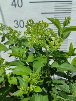 Гортензия метельчатая Лаймлайт (Limelight)