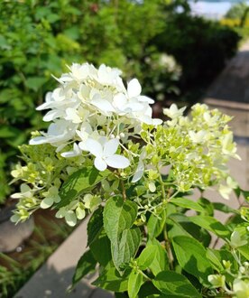 Гортензия метельчатая Лаймлайт (Limelight)