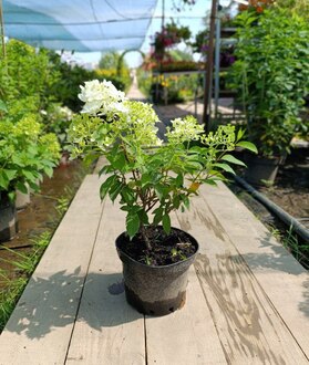 Гортензия метельчатая Лаймлайт (Limelight)