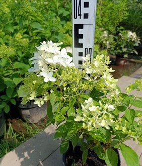 Гортензия метельчатая Лаймлайт (Limelight)