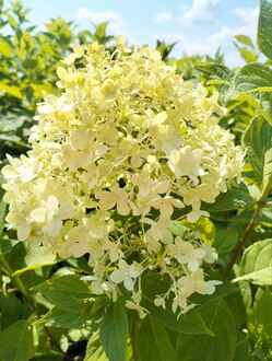 Гортензия метельчатая Лаймлайт (Limelight)