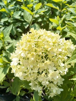 Гортензия метельчатая Лаймлайт (Limelight)