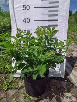 Гортензия метельчатая Лаймлайт (Limelight)