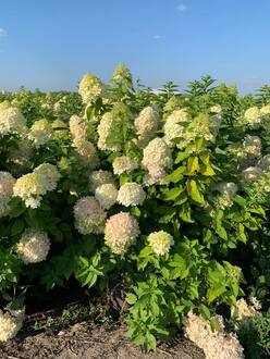 Гортензия метельчатая Лаймлайт (Limelight)