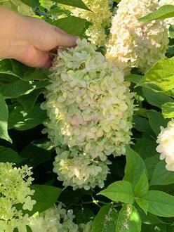 Гортензия метельчатая Лаймлайт (Limelight)