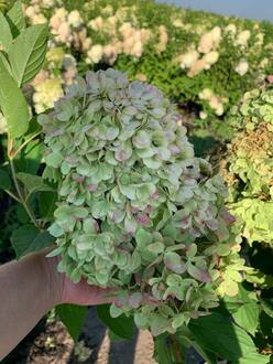 Гортензия метельчатая Лаймлайт (Limelight)