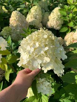 Гортензия метельчатая Лаймлайт (Limelight)