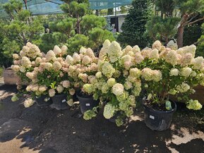 Гортензия метельчатая Меджикал Кэндл (Magical Candle)