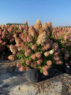 Гортензия метельчатая Меджикал Кэндл (Magical Candle)