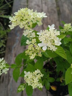 Гортензия метельчатая Меджикал Кэндл (Magical Candle)