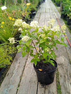 Гортензия метельчатая Меджикал Кэндл (Magical Candle)