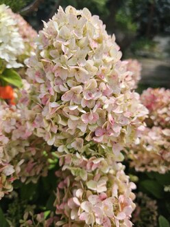 Гортензия метельчатая Меджикал Кэндл (Magical Candle)