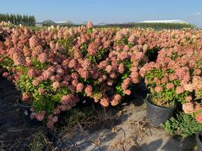 Гортензия метельчатая Меджикал Кэндл (Magical Candle)